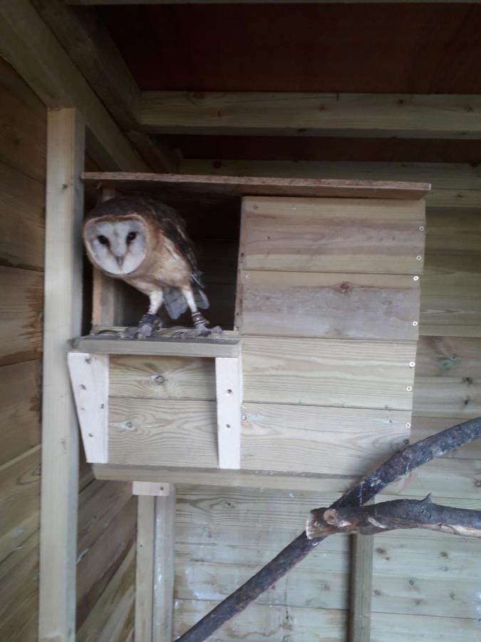 Ruby Shepherds Hut Sleeps 4 Rhayader Eksteriør bilde